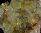 Lustrous, Yellow Cubic Fluorite Crystals - Morocco #37484-3